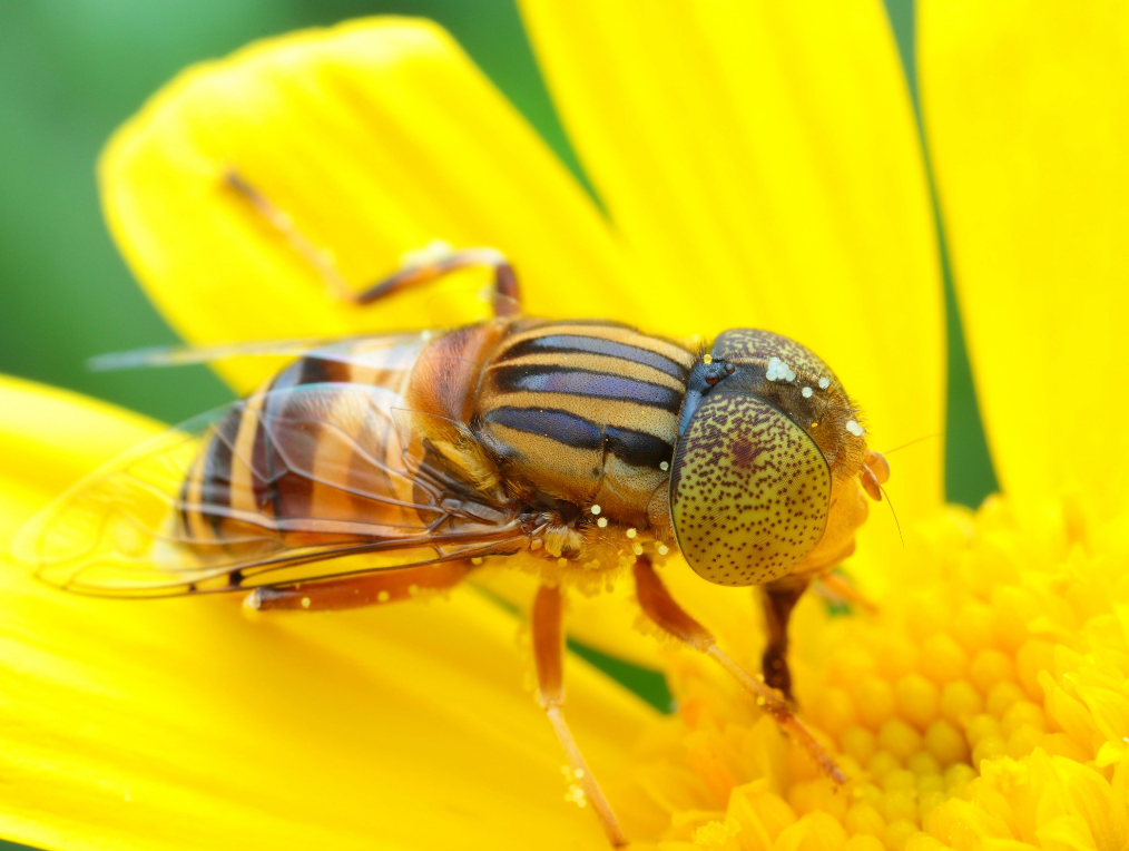 家庭养蜂需要什么条件？